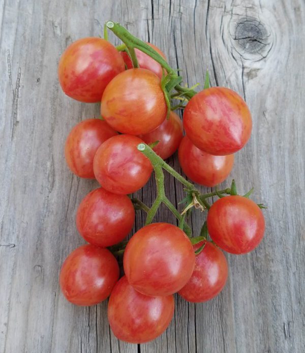 Pink Bumblebee Cherry | The Coeur d Alene Coop