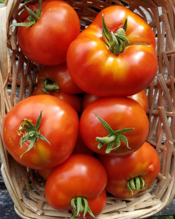 Sasha's Altai Tomato - Image 3