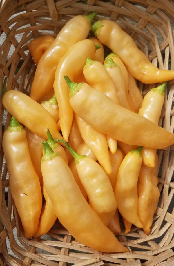 Sugar Rush Peach Hot Pepper - Image 2