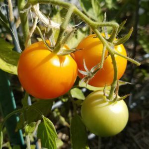 Sungella on the vine | The Coeur d'Alene Coop