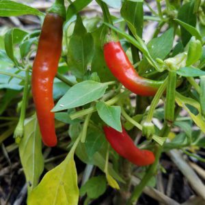 Early Thai Pepper