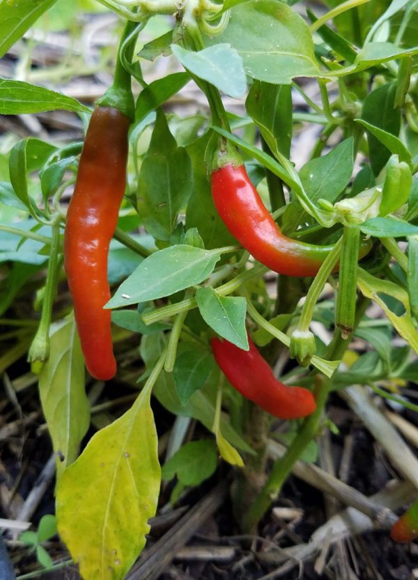 Early Thai Pepper