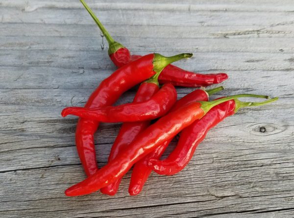 Early Thai Pepper - Image 2