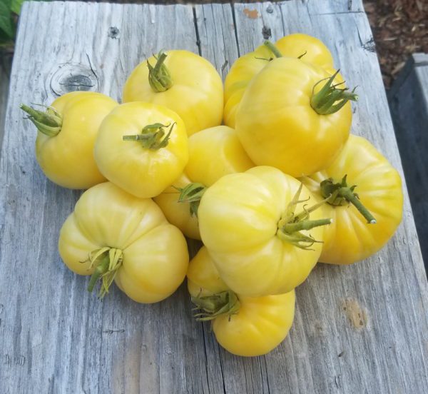 White Tomesol | The Coeur d Alene Coop