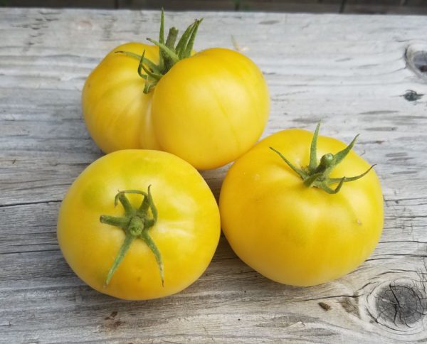 White Tomesol Tomato - Image 2
