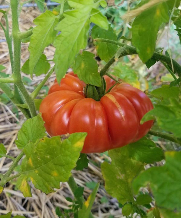 Zapotec Tomato - Image 3