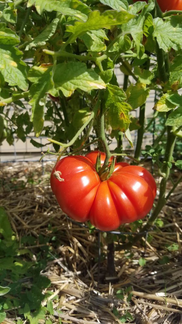 Zapotec Tomato - Image 2