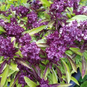 Basil Siam Queen Thai | The Coeur d Alene Coop