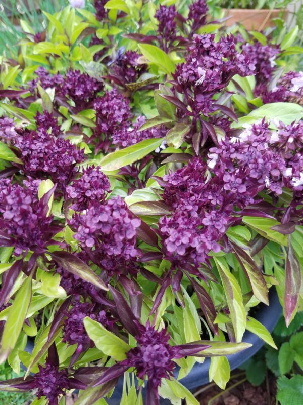 Basil Siam Queen Thai | The Coeur d Alene Coop