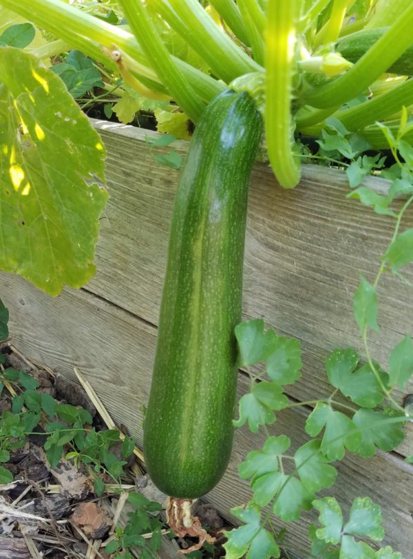 Bush Zucchini | The Coeur d Alene Coop