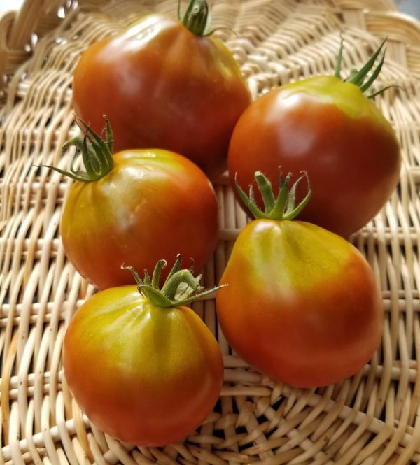 Japanese Black Trifele Heirloom tomato