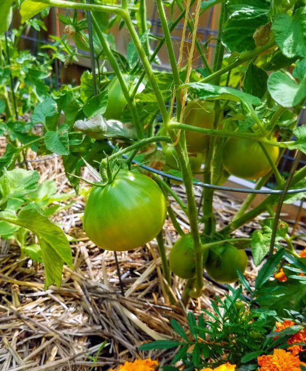 Japanese Black Trifele Tomato on the vine