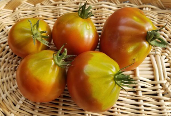 Japanese Black Trifele Heirloom tomato