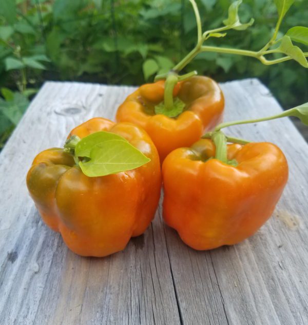 Orange Bell Pepper | The Coeur d Alene Coop