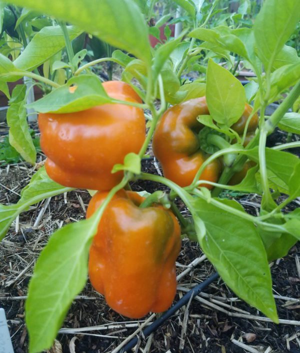 Orange Bell Pepper | The Coeur d Alene Coop