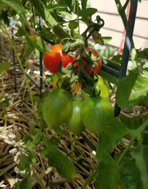 Pricipe Borghese tomato on the vine