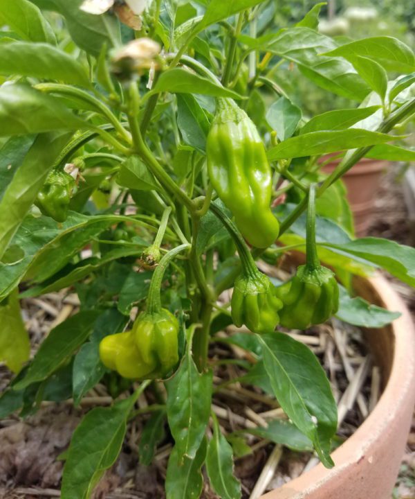 Ise Shishito peppers in a container | The Coeur d Alene Coop