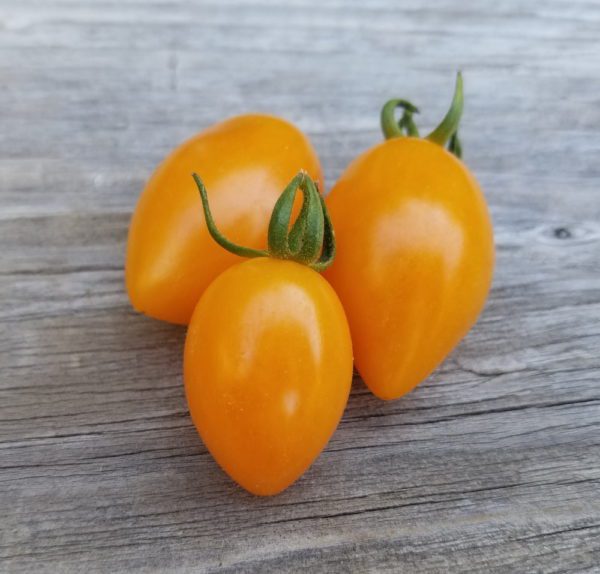 Creamsicle Grape Tomato | The Coeur d Alene Coop