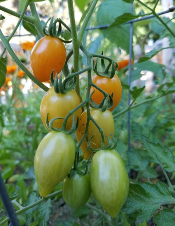 Creamsicle Grape Tomato - Image 3