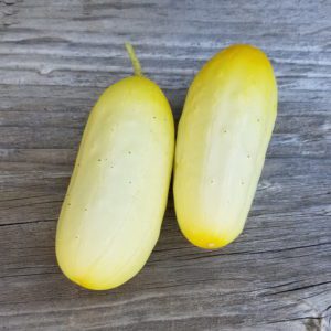 Mini white cucumber | The Coeur d Alene Coop