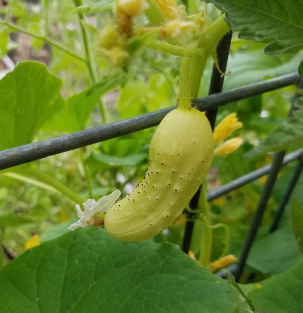 salt n pepper cucumber | The Coeur d Alene Coop