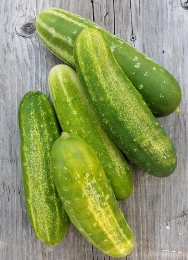 Straight 8 Cucumber | The Coeur d Alene Coop