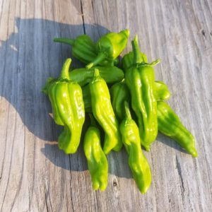 Ise Shishito Peppers | The Coeur d Alene Coop