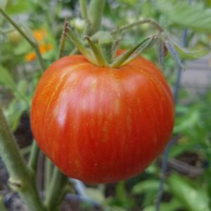 Solar Flare Tomato | The Coeur d Alene Coop