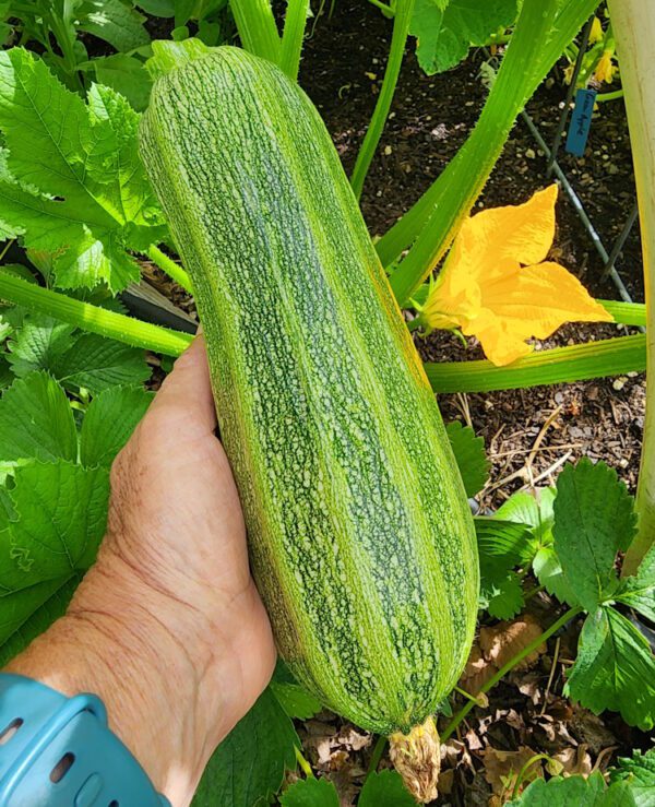 Summer Squash - Costata Romanesco - Image 2
