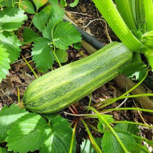 costata romanesco squash on the vine