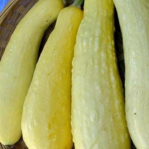 Straighneck Squash | The Coeur d Alene Coop