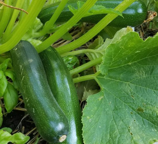 Bush Zucchini
