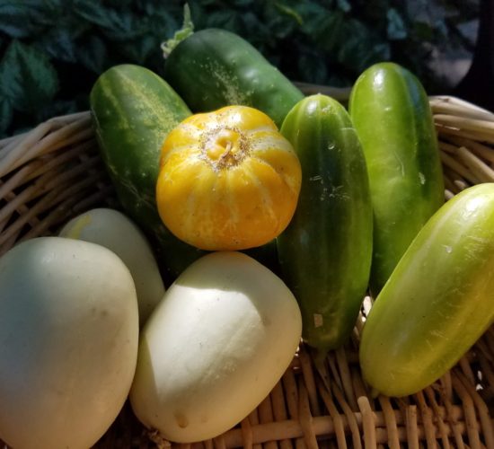 cukes