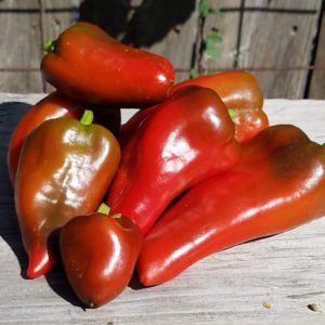 Lipstick sweet pepper | The Coeur d Alene Coop