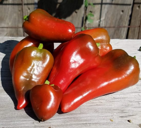 lipstick pepper 1