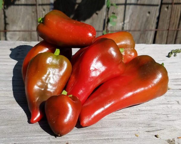 Lipstick sweet pepper | The Coeur d Alene Coop