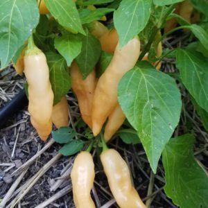 Sugar Rush Peach Hot Pepper