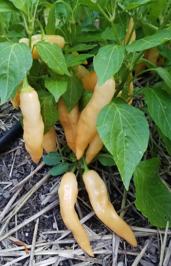 Sugar Rush Peach Hot Pepper