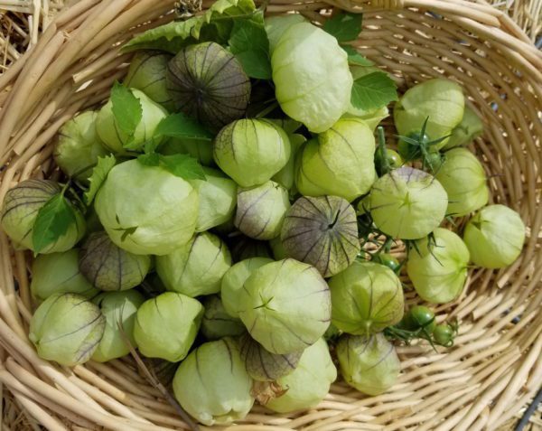 Tomatillos | The Coeur d Alene Coop