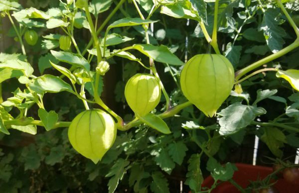 Tomatillo - Green Husk - Image 2