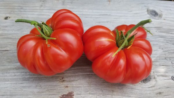 Zapotec Tomato