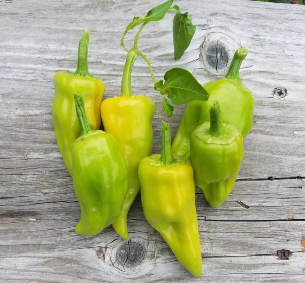 Chile de Agua Pepper | The Coeur d Alene Coop