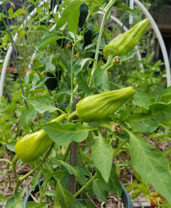 Chile de Agua | The Coeur d Alene Coop