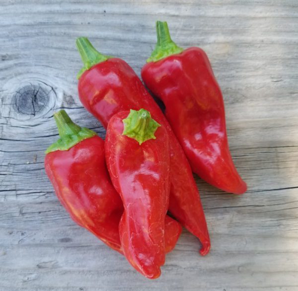 Chile de Agua ripe | The Coeur d Alene Coop
