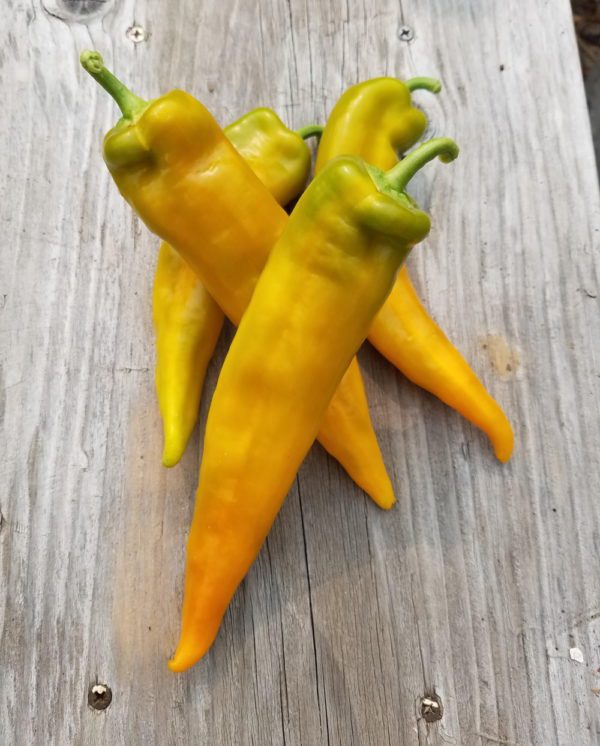 Golden Treasure Sweet Pepper | The Coeur d Alene Coop