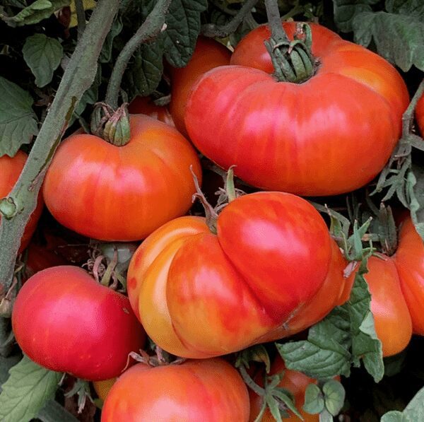 Joya_de_Oaxaca Heirloom | The Coeur d Alene Coop