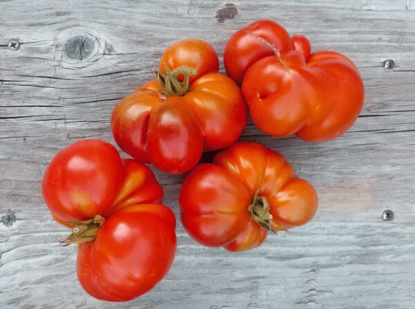 Pantano Romanesco Tomato | The Coeur d Alene Coop