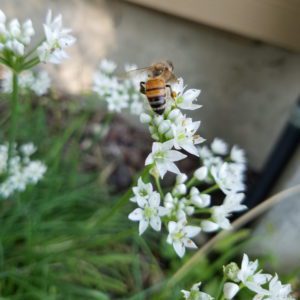 garlic chives | The Coeur d Alene Coop