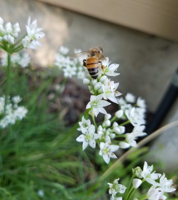 garlic chives | The Coeur d Alene Coop