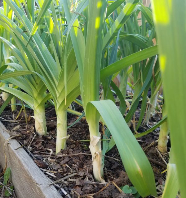 Leeks, Giant Musselburgh - Image 4